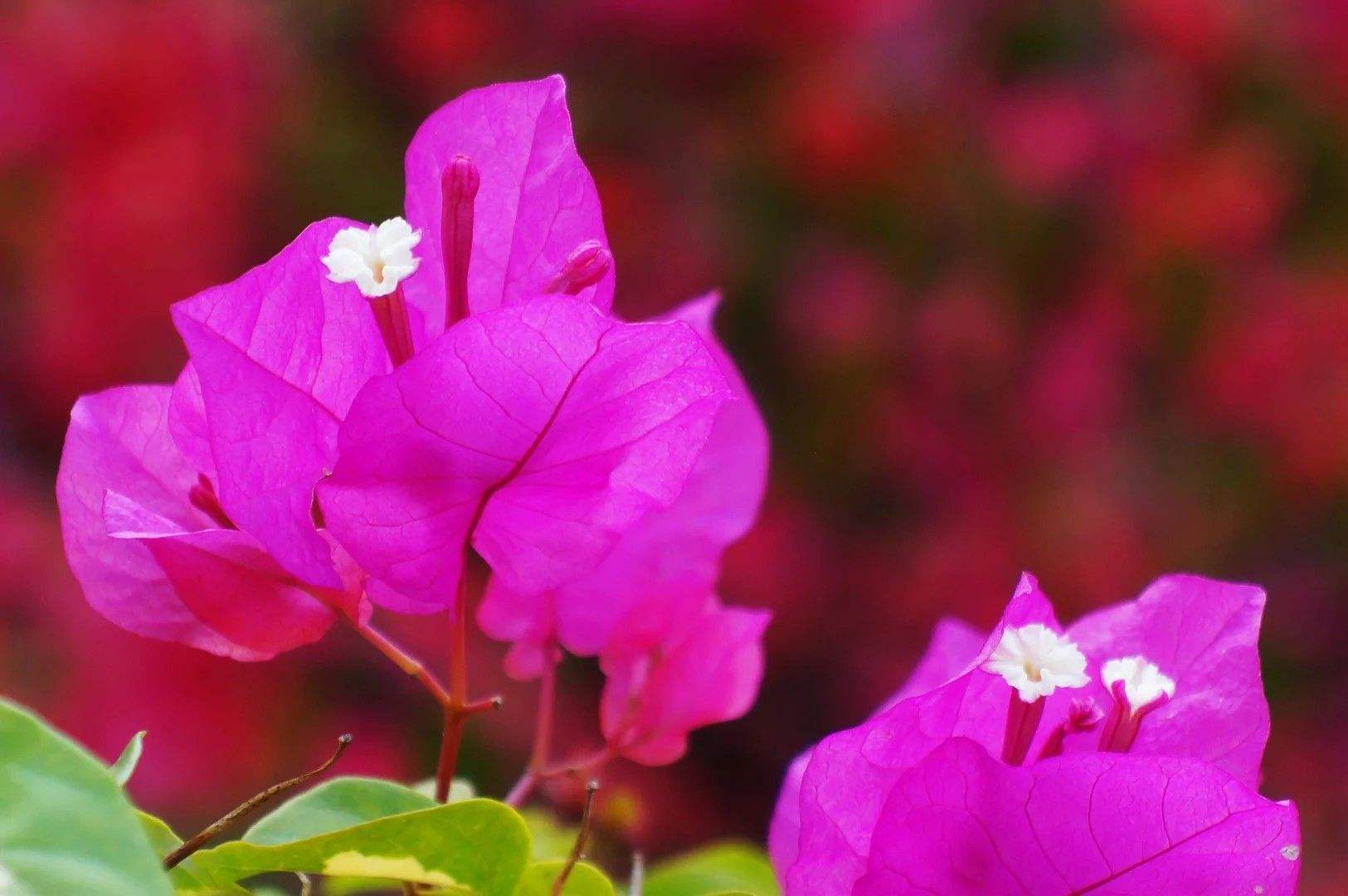 深圳市的市花是什么(深圳市的市花是什么木棉花)